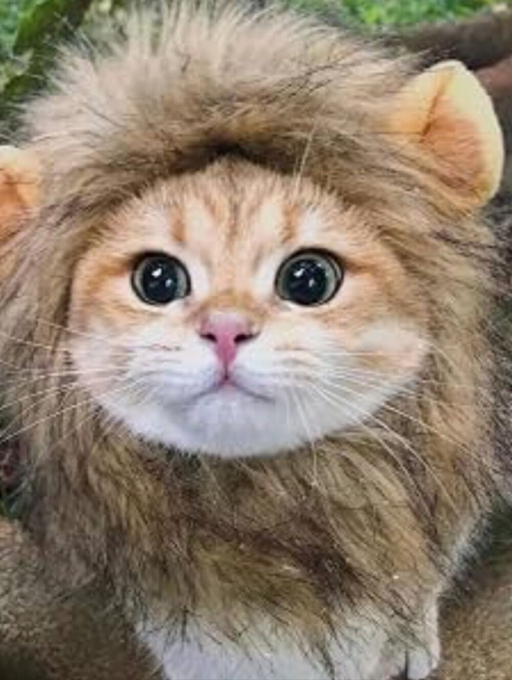Sz S - Plush Lion Mane Cat Hood in Light Brown - Cute Pet Costume